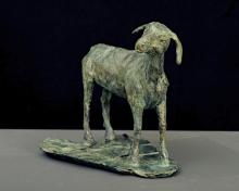Nubian Goat